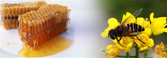 罗浮山蜂蜜